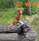 20Wochen