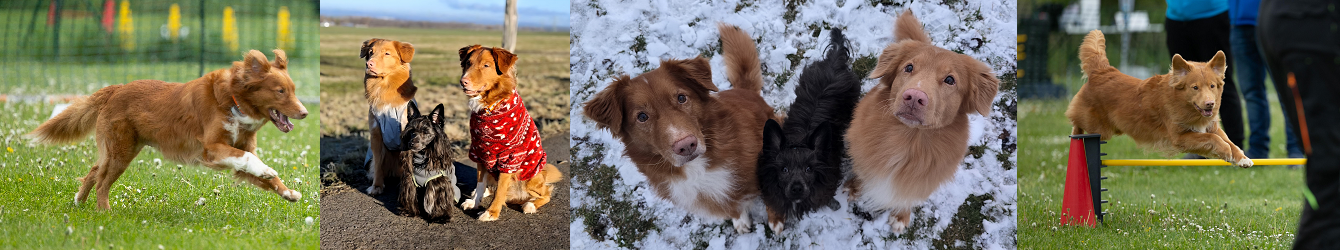 Toller Casimir und Darwin